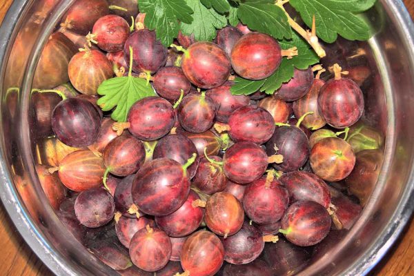 Почему спелые ягоды крыжовника — настоящее богатство