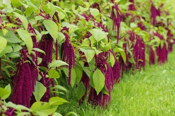 Почему амарант называют «настоящим хлебом славян»