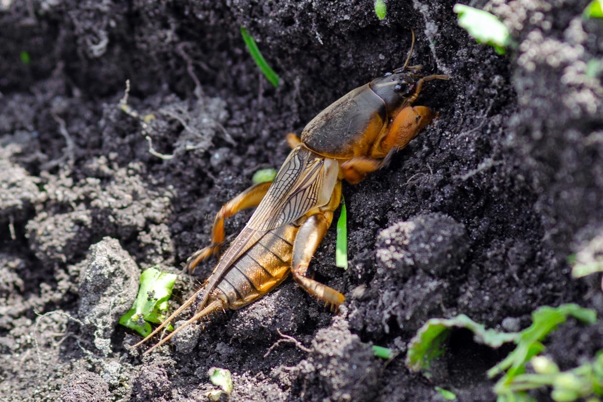 как избавиться от медведки