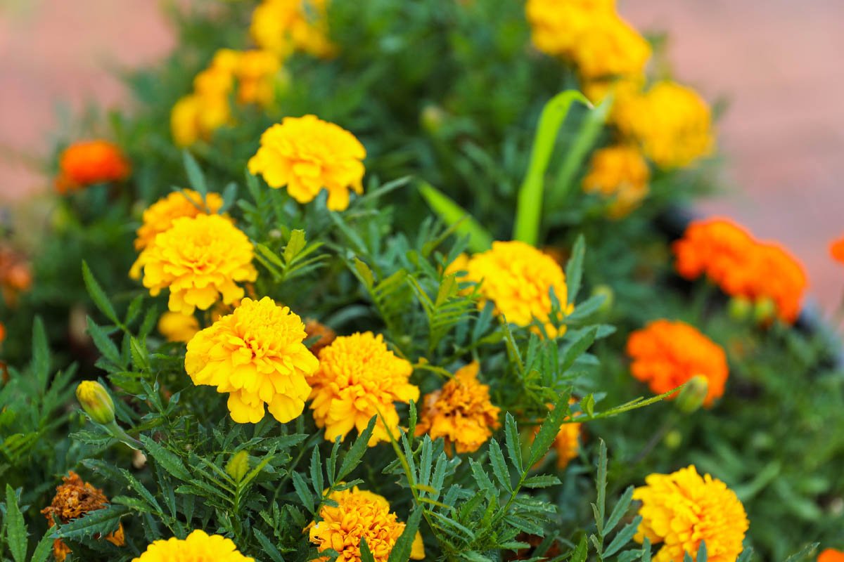 медведка обыкновенная