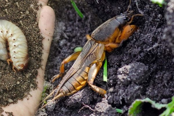 Опытный дачник рассказал, что нужно посадить в огороде, чтобы медведка обходила его стороной
