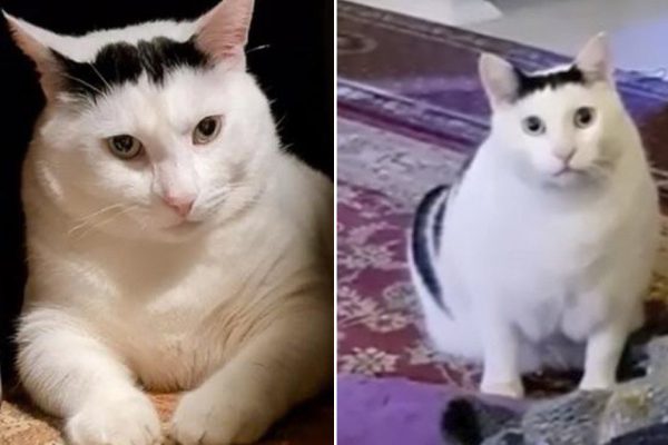 Все понимают пухленького кота Бендера, ведь порой так хочется пожаловаться на всех и вся, а затем снова пойти и поесть