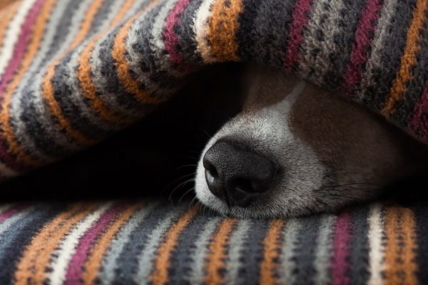 jack russell dog  sleeping under the blanket in bed the  bedroom,   ill ,sick or tired, sheet covering its face
