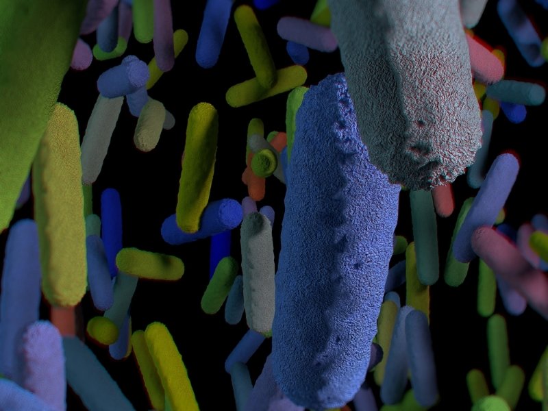 Воздушные бактерии. Микробы и бактерии. Бактерии которые живут в воздухе. Большие бактерии. Домашние микробы.