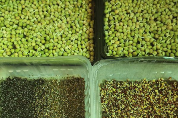 Витамины на подоконнике, или Как я выращиваю микрогрин в домашних условиях