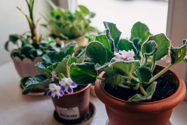 Какие растения нельзя держать в квартире