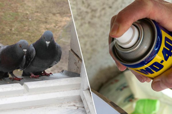 Никаких перьев и пятен на подоконнике, голубей и след простыл, ценный лайфхак