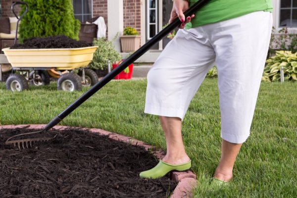 Close up view of the legs of a senior woman in white pants mulching a flowerbed spreading the mulch with a rake