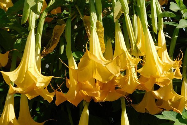 Ангельские трубы и другие многолетние цветы для сада одинокой хозяйки