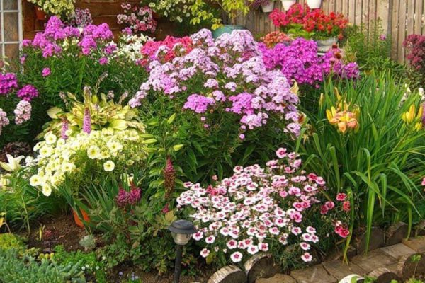 Многолетники, что будут неторопливо цвести с июня по август, радуя хозяйку