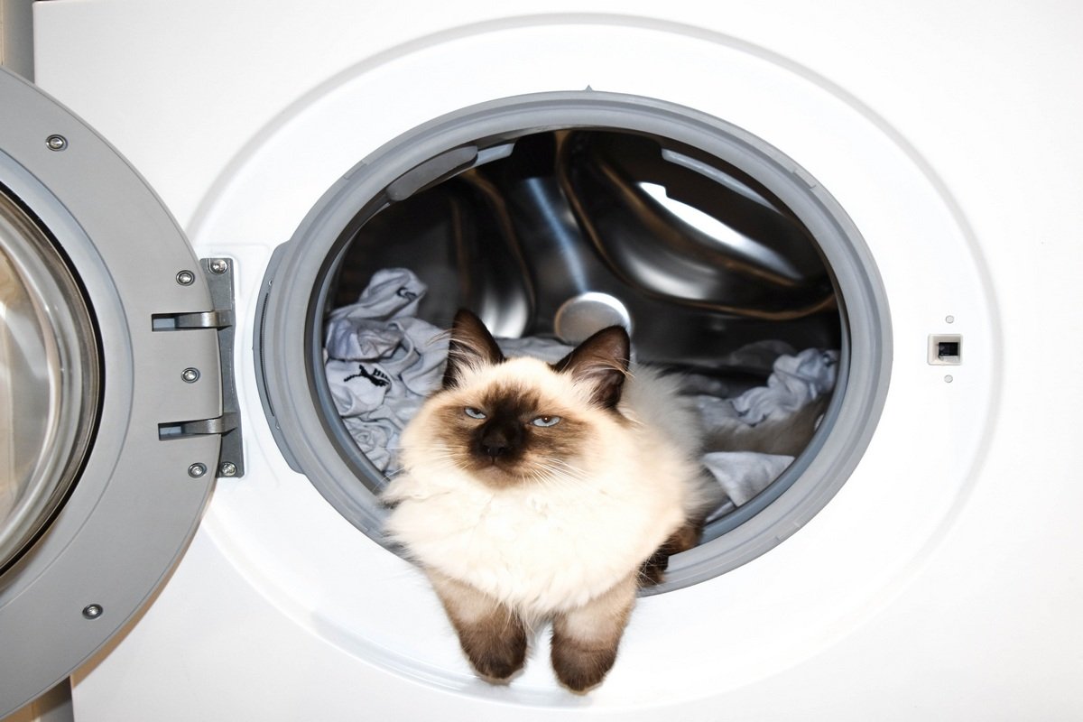 Берегите котов и маленьких детей, всегда закрывайте стиралку и проверяйте перед включением