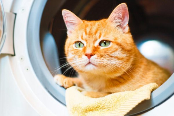 Берегите котов и маленьких детей, всегда закрывайте стиралку и проверяйте перед включением