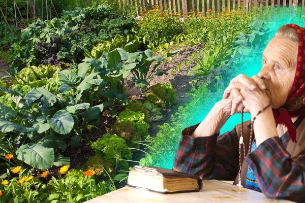 Растим урожай с молитвой на устах, обращаемся к святому Харлампию с просьбой о плодородии земли