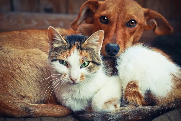 Cute dog with cat. Love