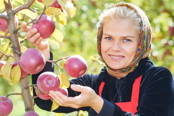 Какие сорта яблок посадить на дачном участке