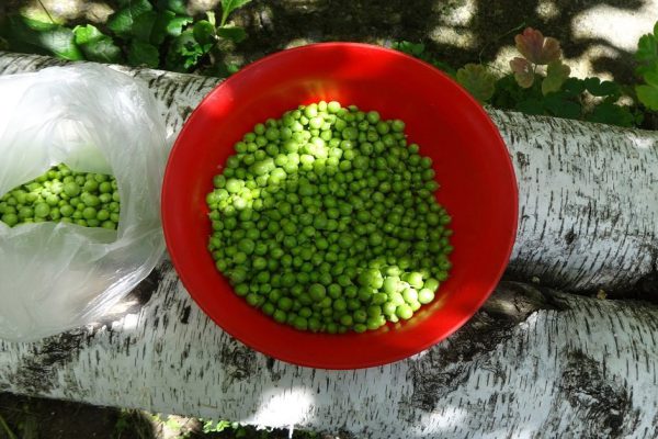 Муж принес с рынка целое ведро сахарного гороха… Подруга подсказала, что с ним делать!