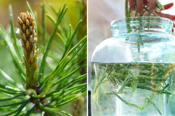 С упоением стригу молодые сосновые побеги, уже полведра, расскажу, что буду делать дальше