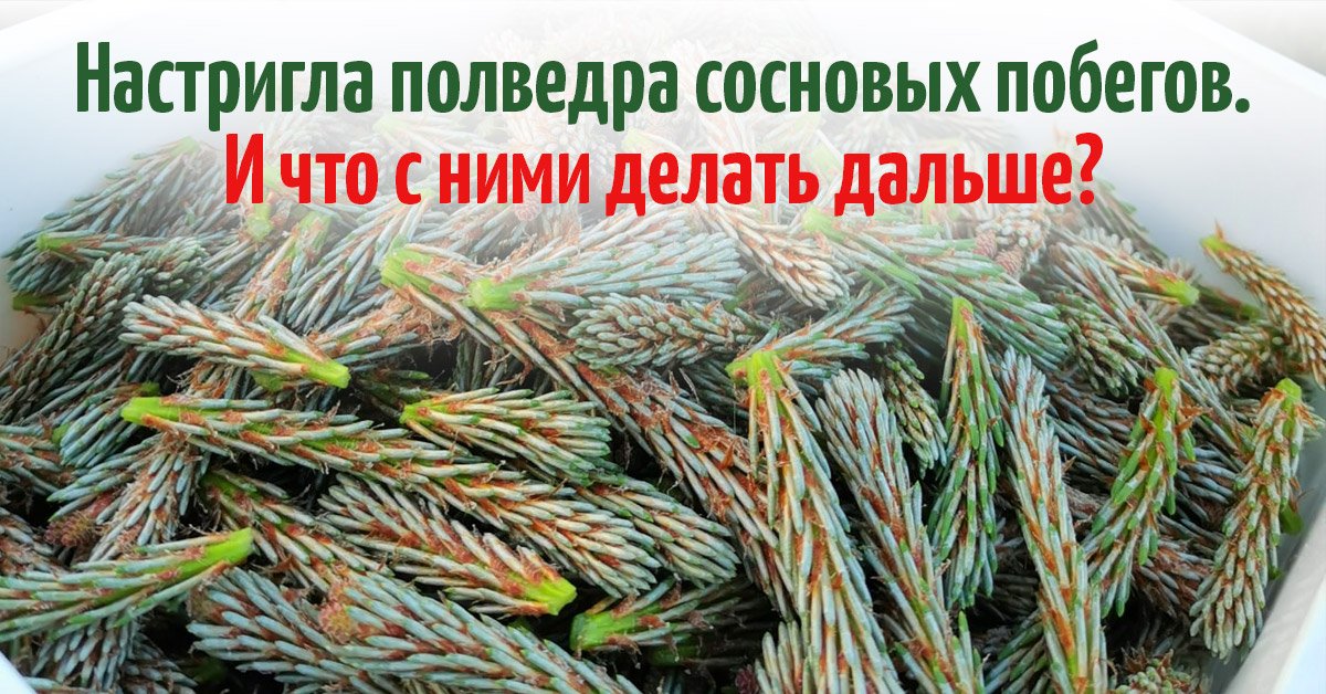 Что такое побеги сосны фото