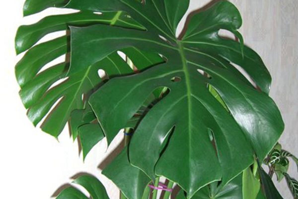 Мама собиралась выбросить монстеру, но я добилась красивейших прорезей на листьях растения