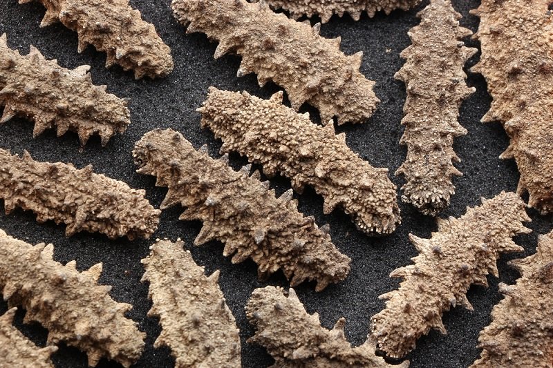 трепанги сушеные