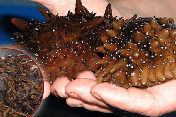 Японцы очень ценят этот морской деликатес: легендарная кукумария! Кусочек продлевает жизнь на месяц.