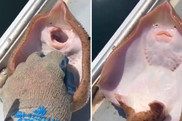 Рыбак пощекотал ската и снял его улыбку на видео, но эксперт поднял на ноги весь Интернет