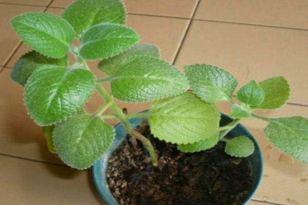 Толковый цветовод знает, для чего втыкать спички в горшки с растениями!