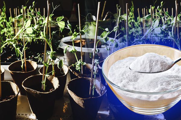 Никакой «черной ножки» на рассаде, просто сыплю 1 ложку любимого порошка в горшки, поливаю водой из аквариума