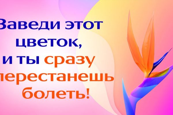 Какой цветок нужно принести в дом, чтобы прогнать все хвори и изменить жизнь к лучшему