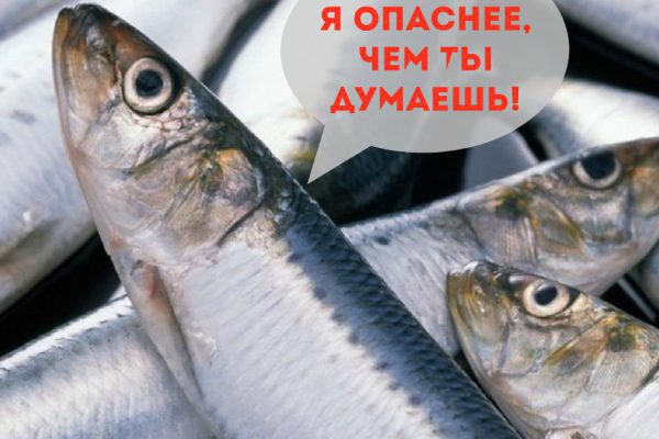 Почему сельдь нравится гостям