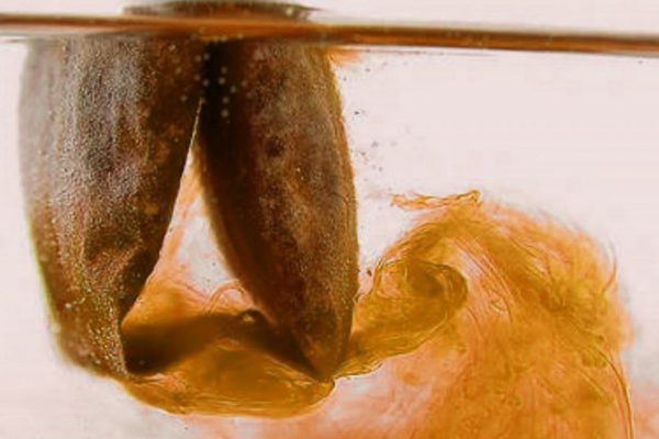 Что будет с телом, если пить много чая каждый день?