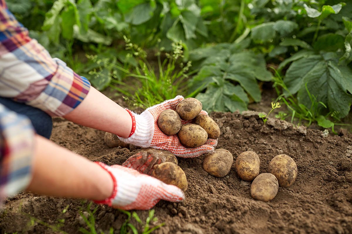 Что можно посадить в июле, чтобы успеть собрать еще один урожай, и есть ли смысл сажать картофель урожай, можно, картофеля, осенью, картофель, следует, сажать, сможешь, повторно, чтобы, урожая, иметь, месяц, грядки, поливать, посадить, необходимо, через, поздней, семена