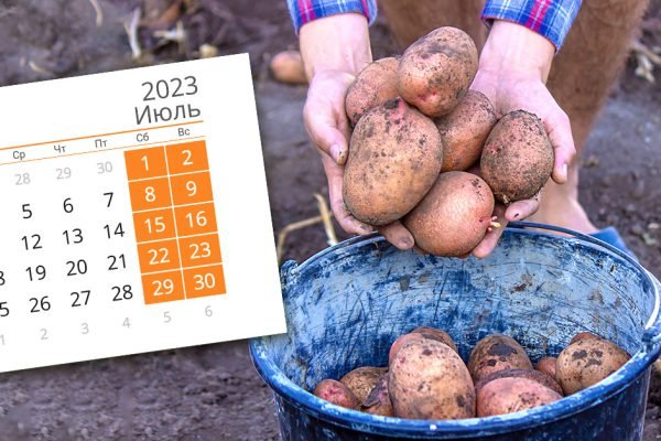 Что можно посадить в июле, чтобы успеть собрать еще один урожай, и есть ли смысл сажать картофель