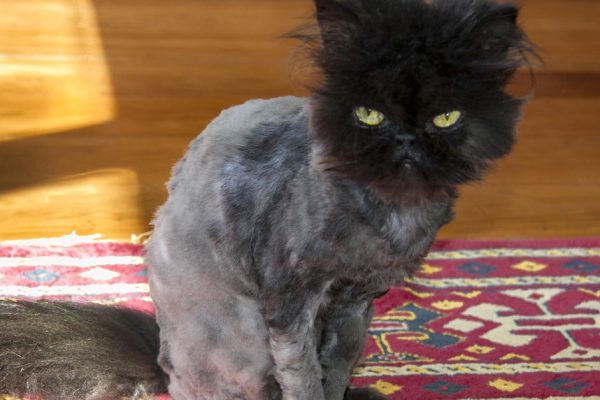 У бывшего мужа три котика, он всех бреет на лето, чтобы им не было жарко