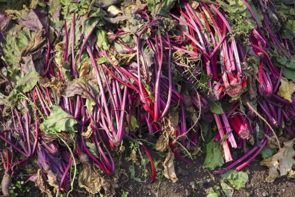 Зарываю свекольную ботву под помидорами, чтобы грядки дали невиданный урожай