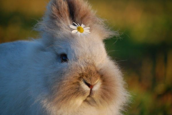 Гадюка заползла в заячью нору, пушистики всполошились, но змея убедила их в своей мудрости и рассудительности