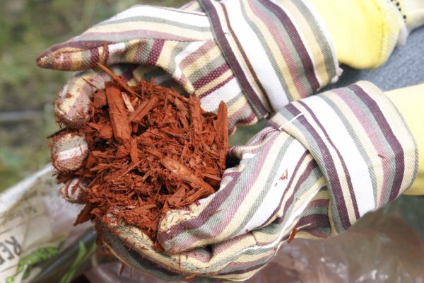 Надоело рыдать из-за слизней, что съедают урожай, навсегда отказался от мульчирования