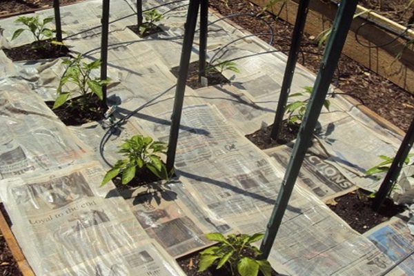 В моем хозяйстве газеты, картон и опилки идут на мульчу! Метод, который ни разу не подводил…