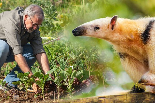 Грешным делом думал завести муравьеда, но соседка помогла избавиться от муравьиного нашествия