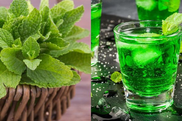 Какой напиток можно приготовить из свежей мяты