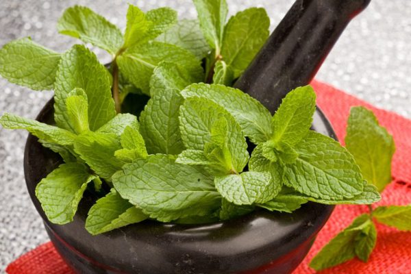 Рецепт мятного сахара на зиму