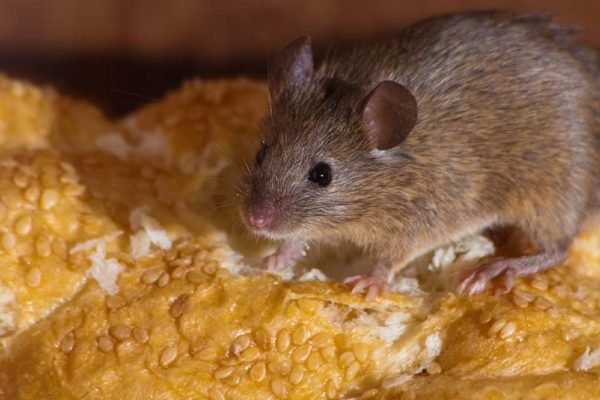 В моём доме настоящее нашествие мышей, испытываю любые способы борьбы с ними, делюсь результатами