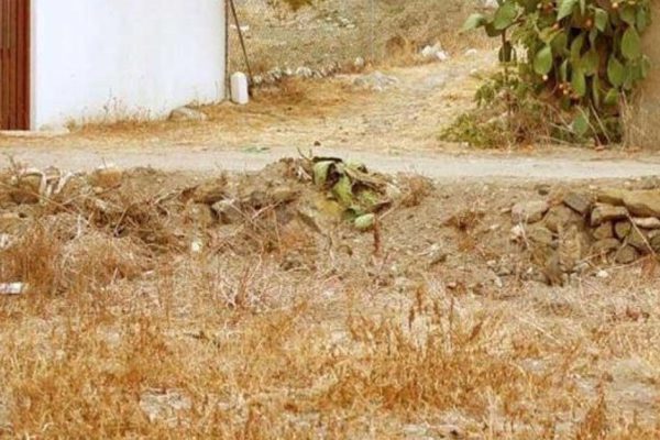 Устрой мощную встряску внутреннему наблюдателю, найди пропавшего кота на картинке