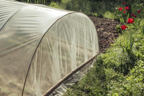 Соседи водрузили парник с огурцами и помидорами на нашем участке, решил им отомстить