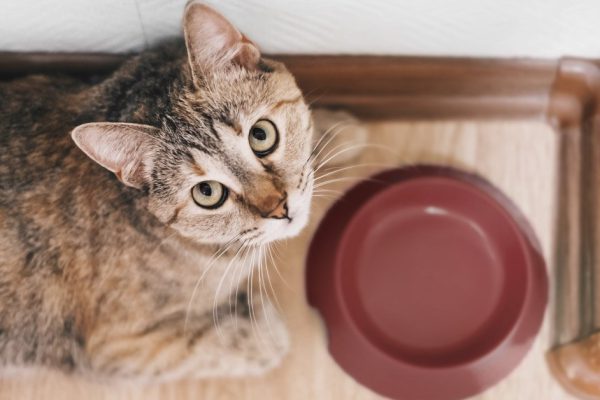 По какому принципу кошка выбирает себе хозяина и прислугу среди домочадцев