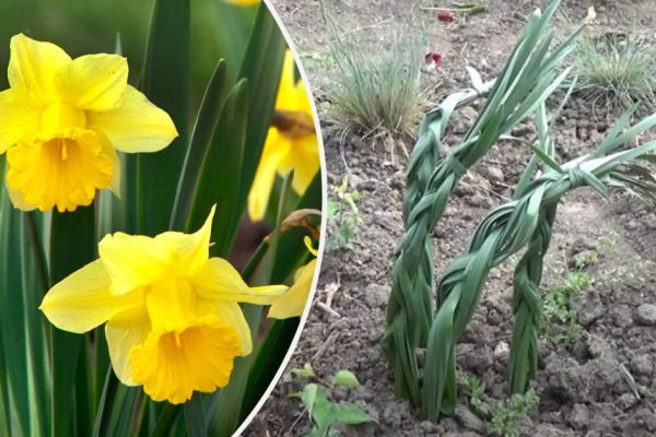 Моя бабуля всегда завязывала стебли нарциссов после цветения в плотные косы, теперь и я так делаю