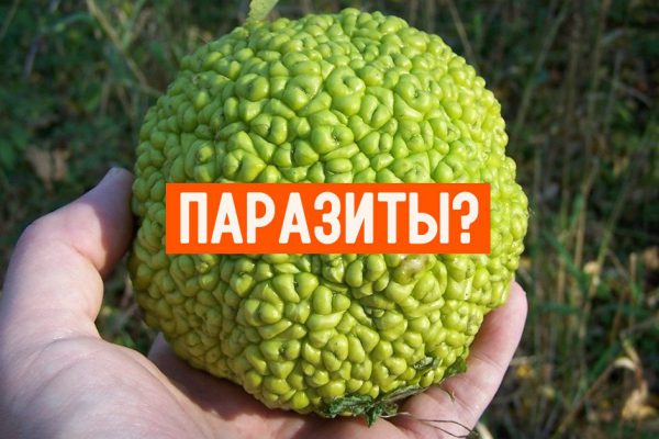 Гастроэнтеролог: «Вылезет ком глистов, если использовать это обычное запаренное…»