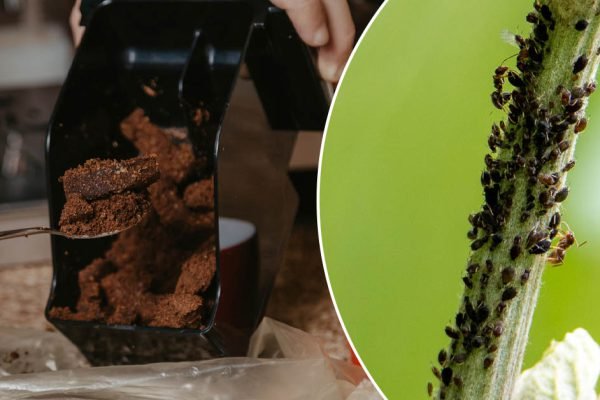 Тщательно собираю кофейную гущу, не выбрасываю, чтобы удобрить растения и прогнать тлю