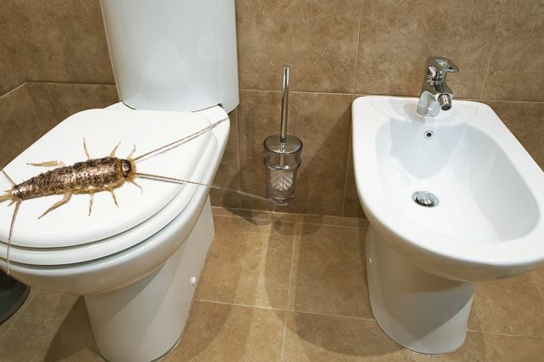 Заметив насекомое в моей ванной, гость с криком выбежал, а я мигом установил ловушку