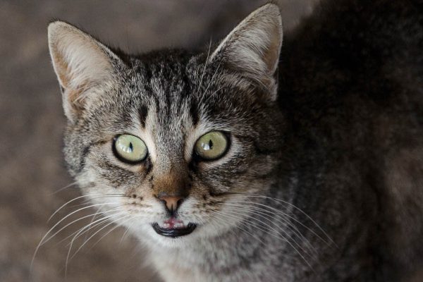 Когда жители подъезда спустились в подвал, они увидели, как гонимая всеми кошка пытается согреть новорожденного своим тощим тельцем